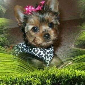 Meet your Posher, Cheryl